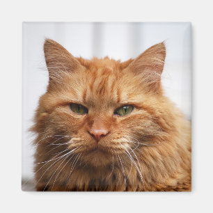 Maine Coon, Aimant de chat de la forêt norvégienne