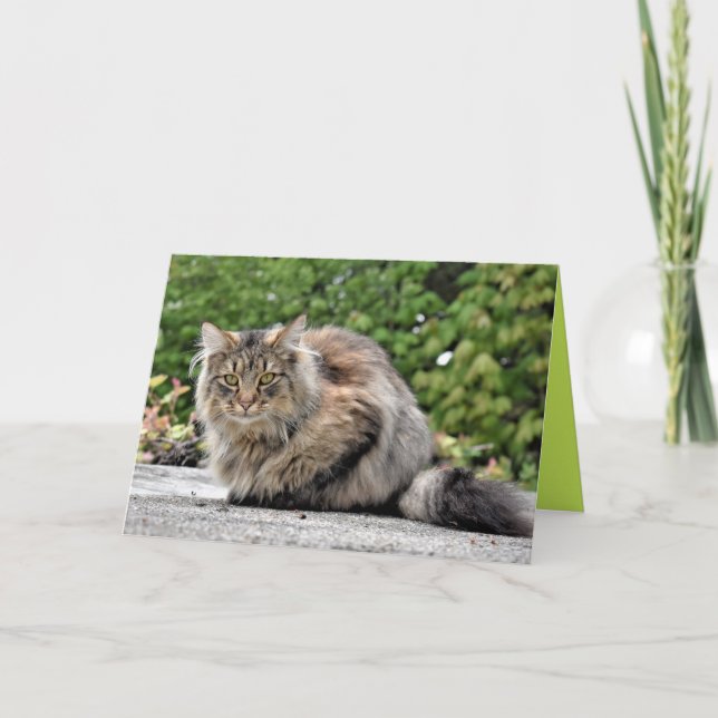 Maine Coon Kitty Cat Cute Carte personnalisable (Devant)