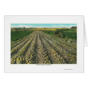 MaineVue d'une ferme de pomme de terre dans le Mai