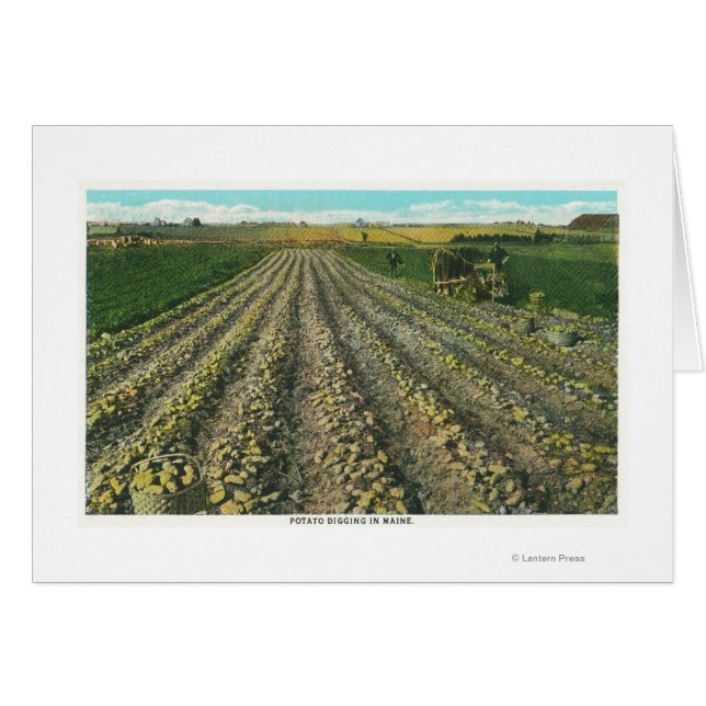 MaineVue d'une ferme de pomme de terre dans le Mai (Devant horizontal)