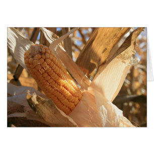 Maïs de terrain sur Stalk