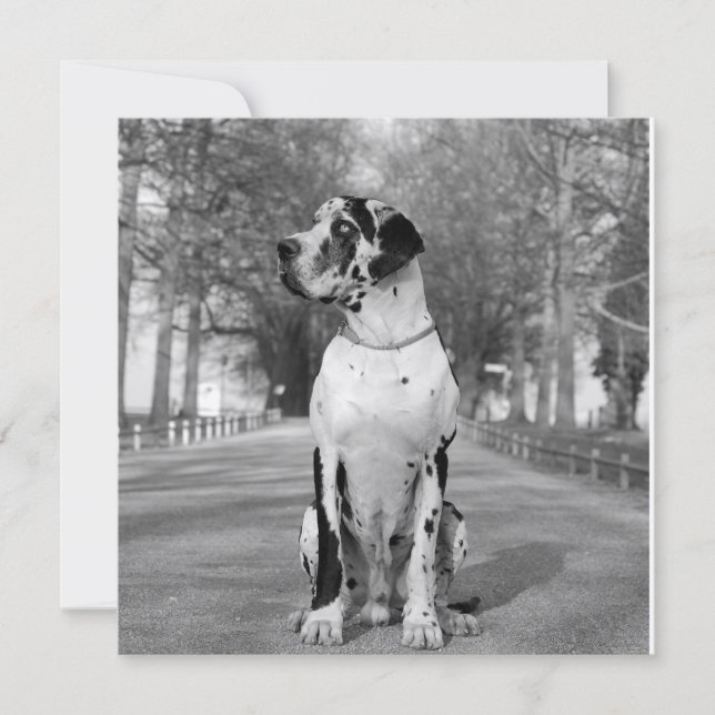 Maison Dogue (Devant)