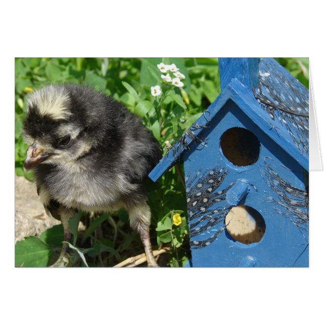 Maison d'oiseau de poux et de médias mixtes (Devant horizontal)