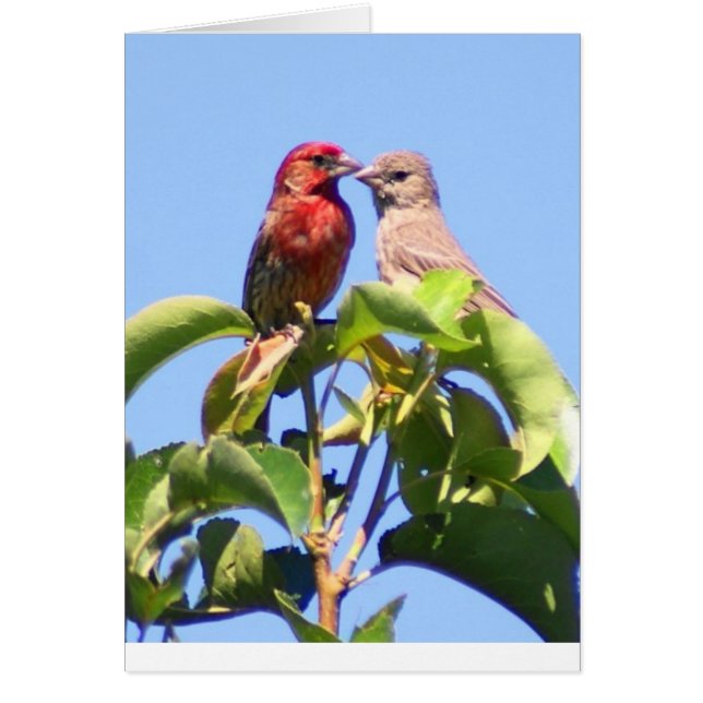 Maison Finch Couple (Devant)