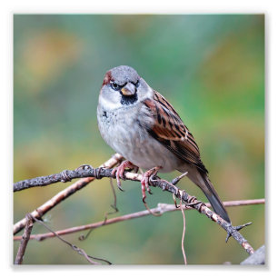 Maison Sparrow sur une photo de la montée Imprimer