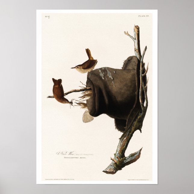 Maison Wren par Audubon Poster (Devant)