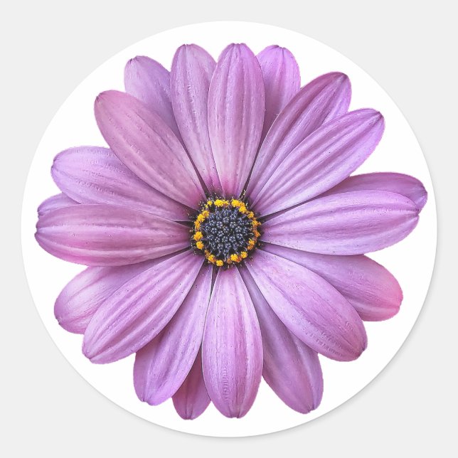 Maisson violet sur Stickers Blancs (Devant)