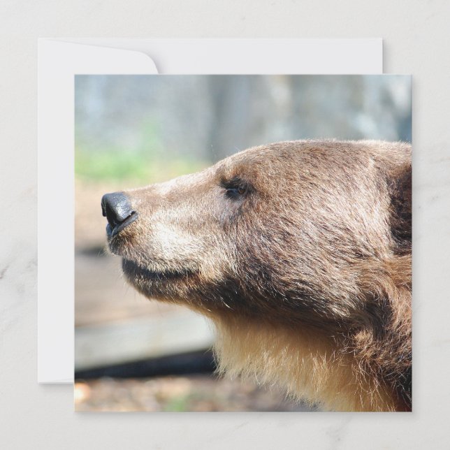 Maître Bruin (Devant)