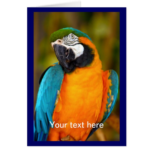 Majestic Macaw (Devant)