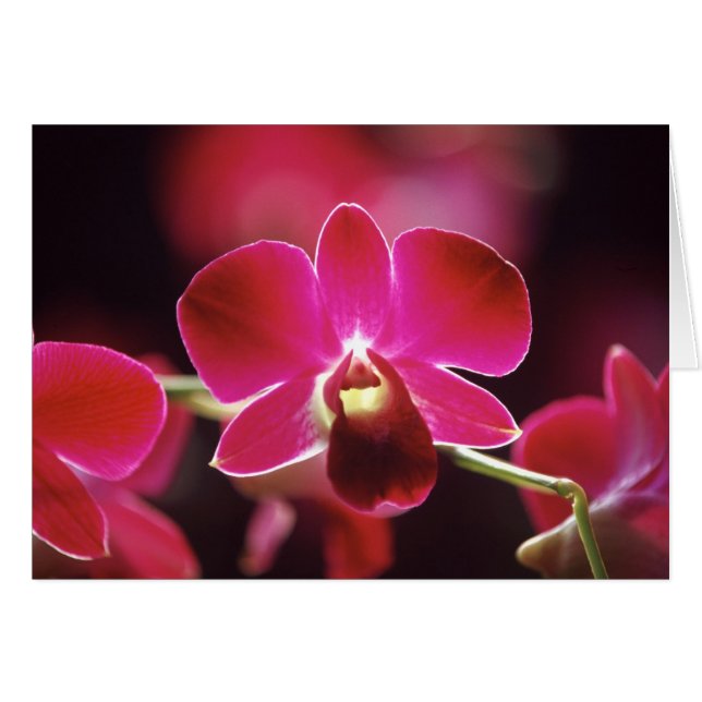 Malaisie, Orchidée (Devant horizontal)