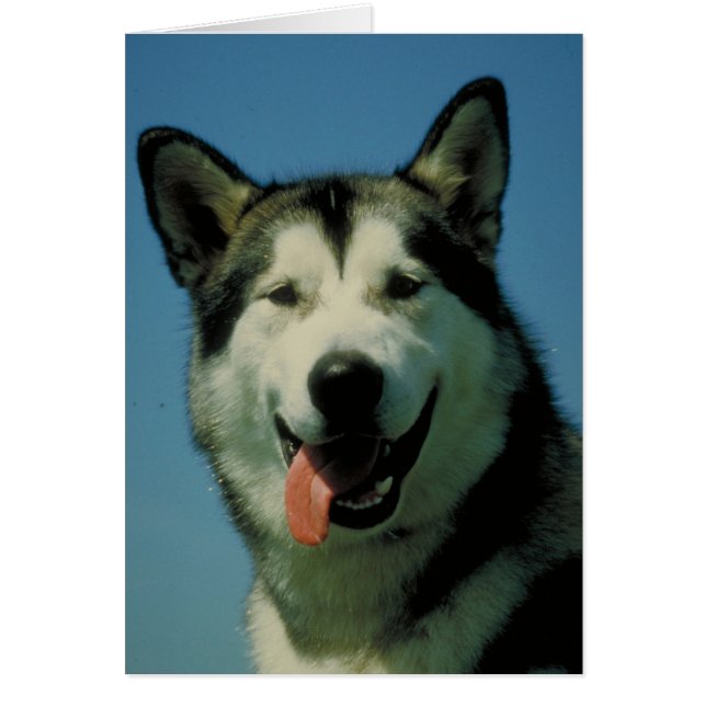 Malamute d'Alaska (Devant)