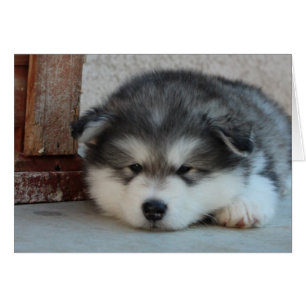 Malamute d'Alaska