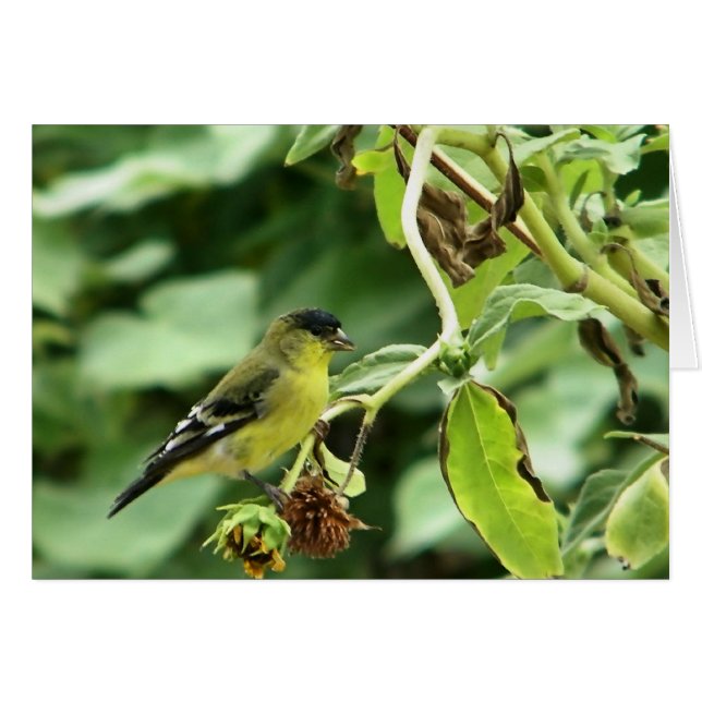 Male American Goldfinch (Devant horizontal)