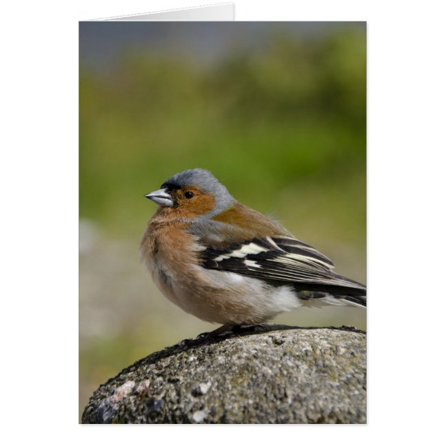 Male Chaffinch (WILD: Fringilla coelebs) (Devant)