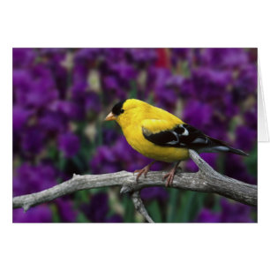 Mâle, chardonneret jaune américain en plumage d'ét