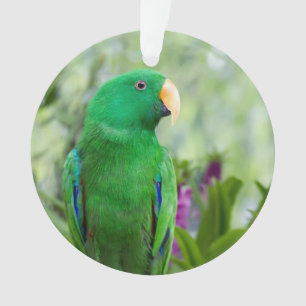 Mâle de perroquet d'Eclectus