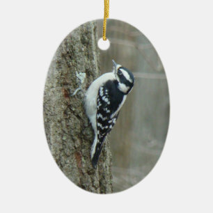 Mâle duveteux de pivert et ornement femelle