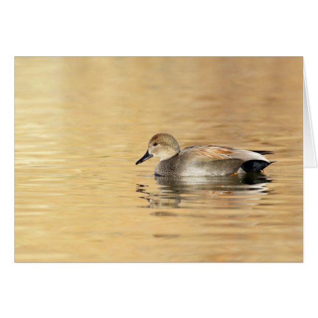 Male Gadwall (Devant horizontal)