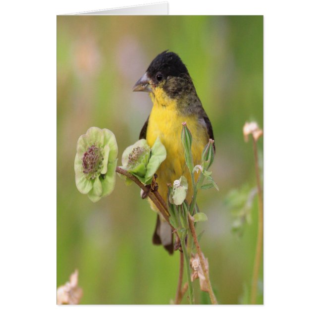 Male Goldfinch perched on flowers (Devant)
