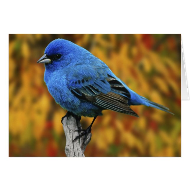 Male Indigo Bunting, Passerina cyanea (Devant horizontal)