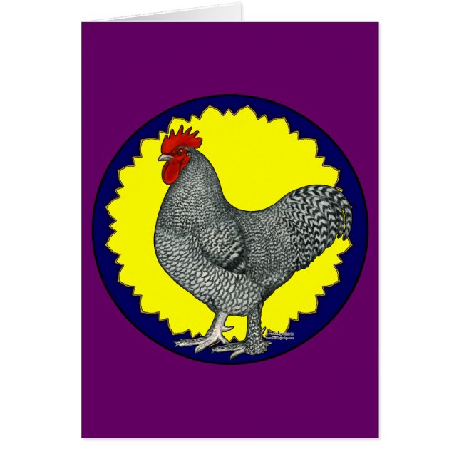 Maline Rooster (Devant)