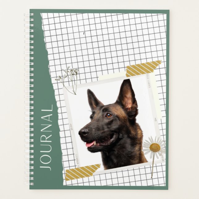 Malinois (Devant)