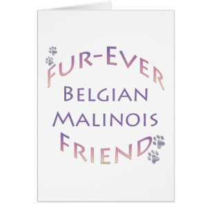 Malinois belge Furever