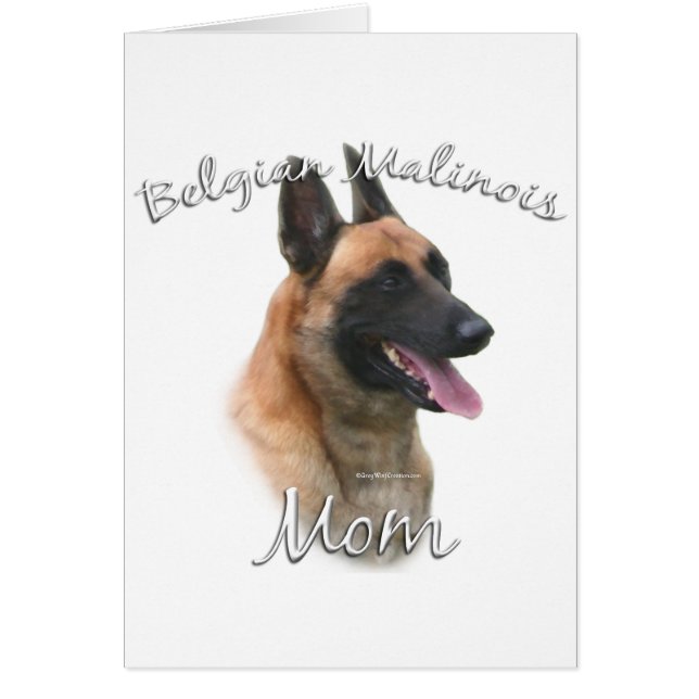 Malinois belge Maman 2 (Devant)