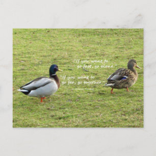 Mallard Canards avec carte postale Proverbe Africa