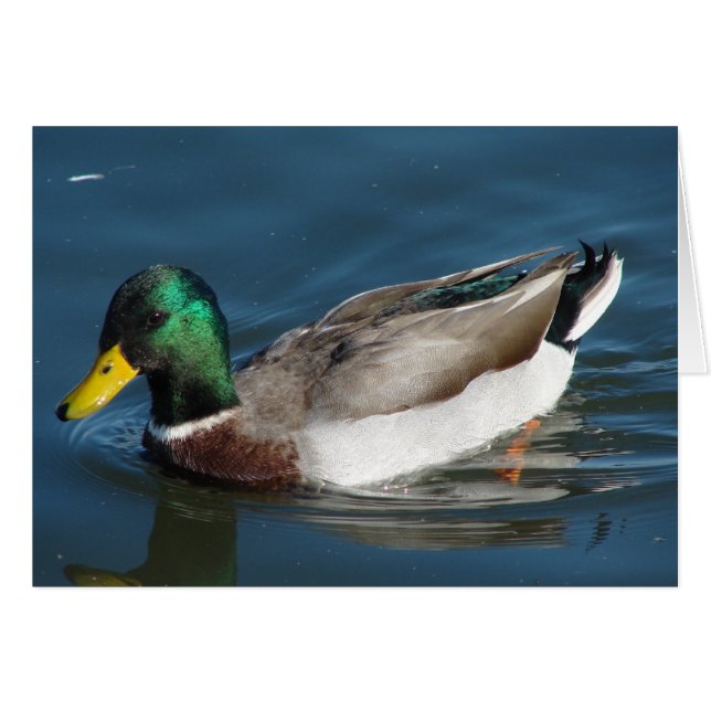 Mallard Drake (Devant horizontal)