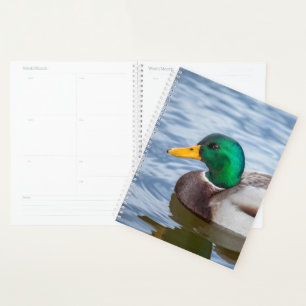 Mallard Duck