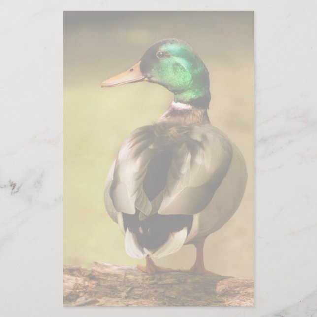 Mallard Duck (Devant)