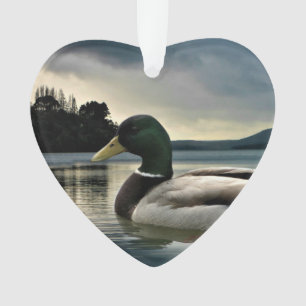 Mallard Duck