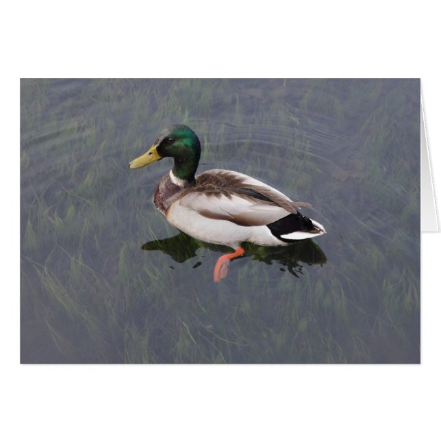 Mallard Duck (Devant horizontal)