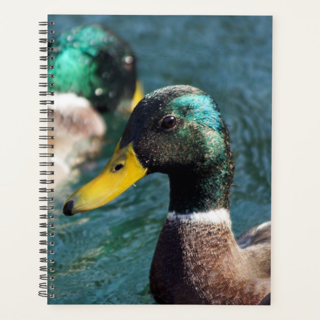 Mallard Duck Daisy Planificateur hebdomadaire/mens (Devant)