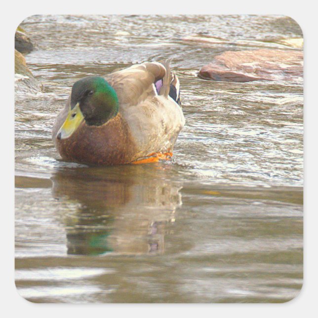 Mallard Duck Photo Stickers (Devant)