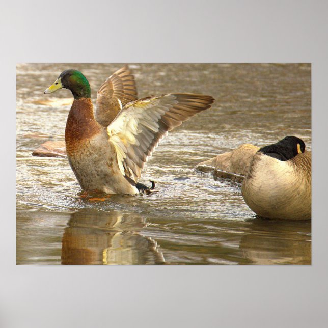 Mallard Duck Reflection Photo Poster (Devant)
