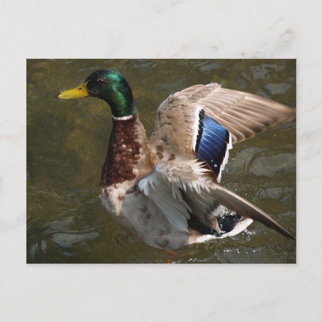 mallard duck sur le point de voler carte postale (Devant)