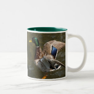mallard duck sur le point de voler une tasse en cé