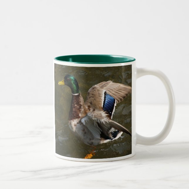 mallard duck sur le point de voler une tasse en cé (Droit)