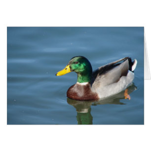 Mallard Duck Toutes les occasions Carte de voeux