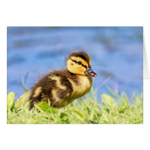 Mallard Duckling