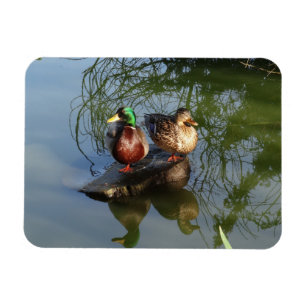 Mallard Ducks #2 Photo Magnet