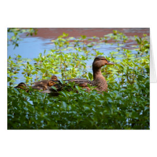Mallard et canettes-Natation par Shirley Taylor