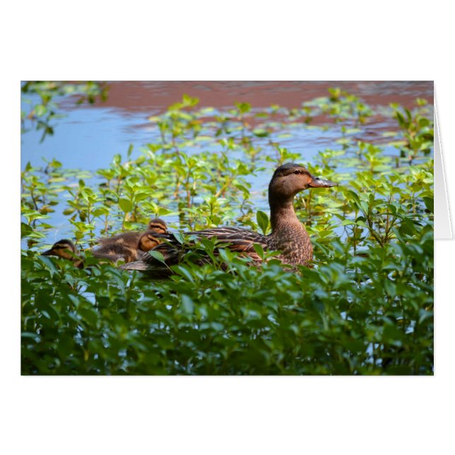 Mallard et canettes-Natation par Shirley Taylor (Devant horizontal)