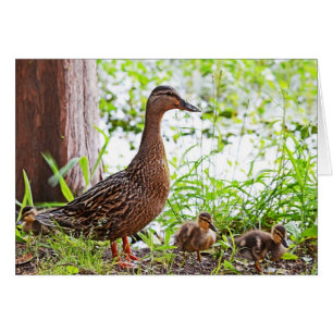 Mallard et Ducklings par Shirley Taylor