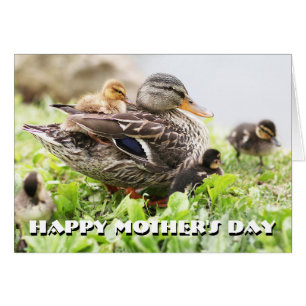 Mallard femelle entouré par des canetons