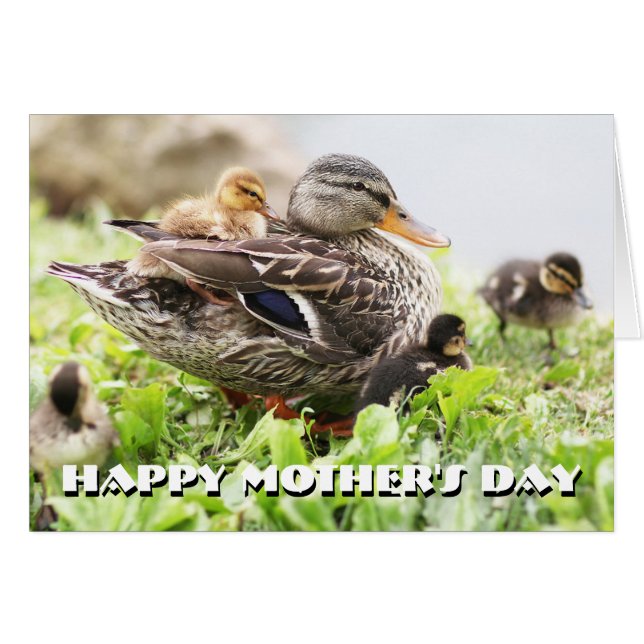 Mallard Féminin Entouré De Colliers (Devant horizontal)