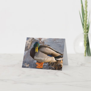 Mallard Sur La Glace Penser À Votre Carte