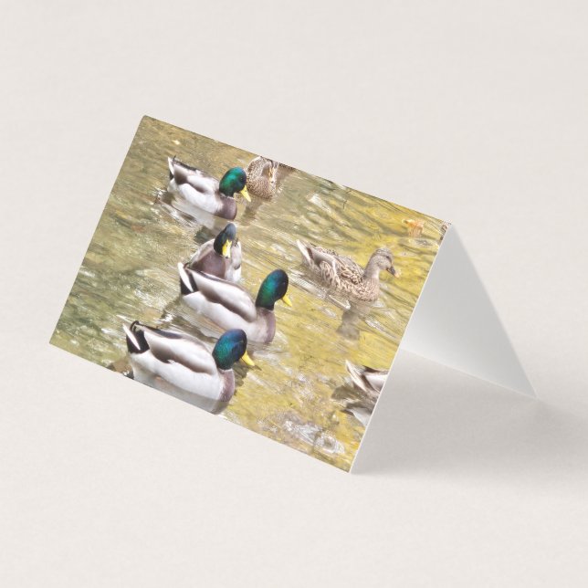 Mallards sur l'étang (Front)